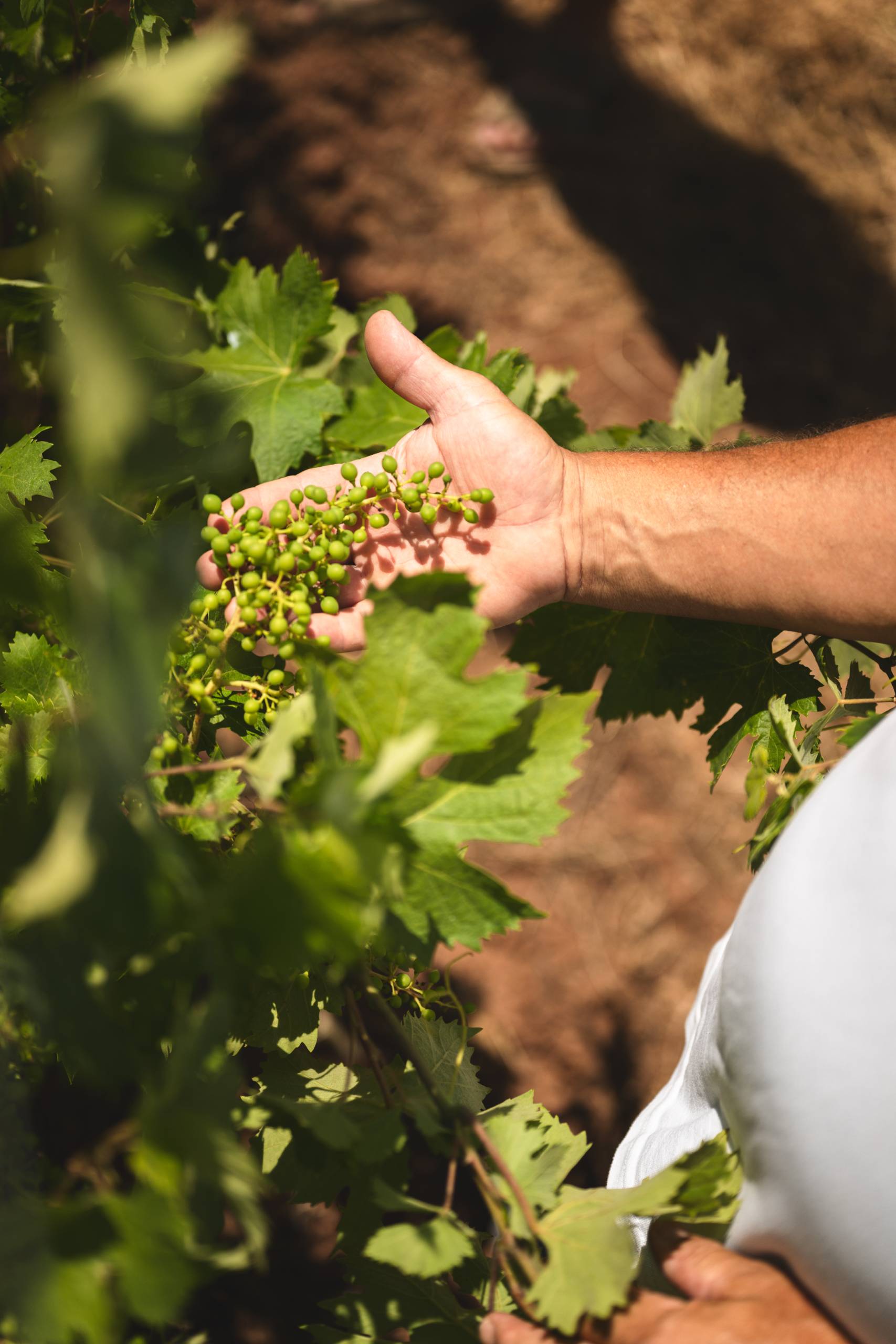 domaine viticole en Provence
