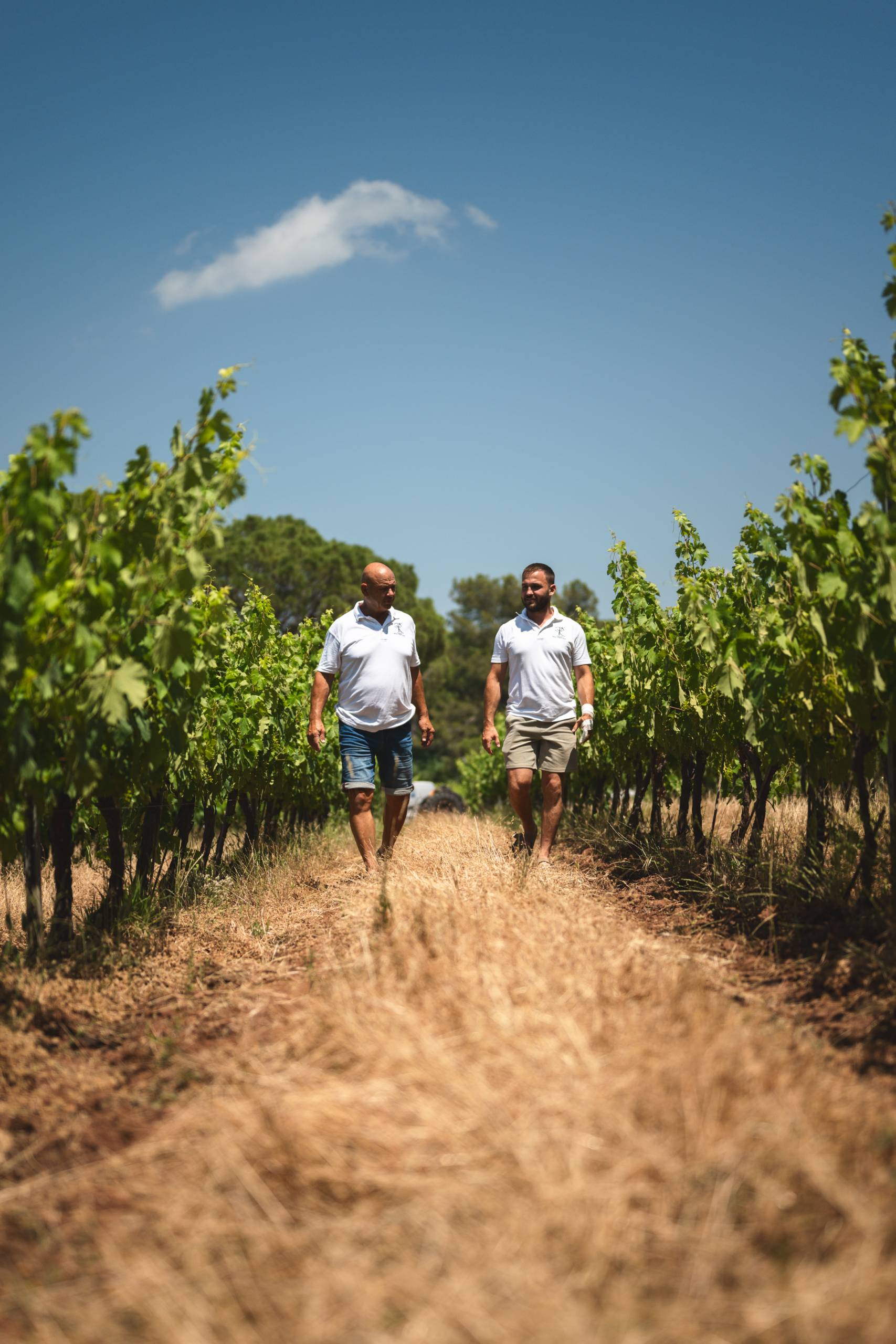 domaine viticole en Provence