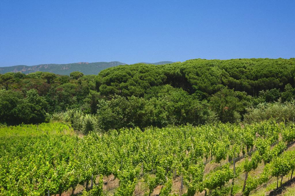 domaine viticole Puget-sur-Argens